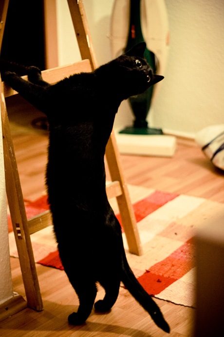 Die Leiter - ein perfektes Katzenmöbel.